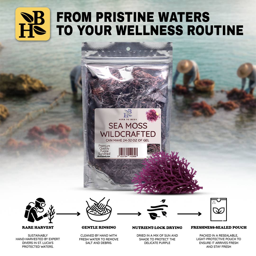 Wildcrafted Purple Sea Moss from Caribbean - 4oz 5 month supply