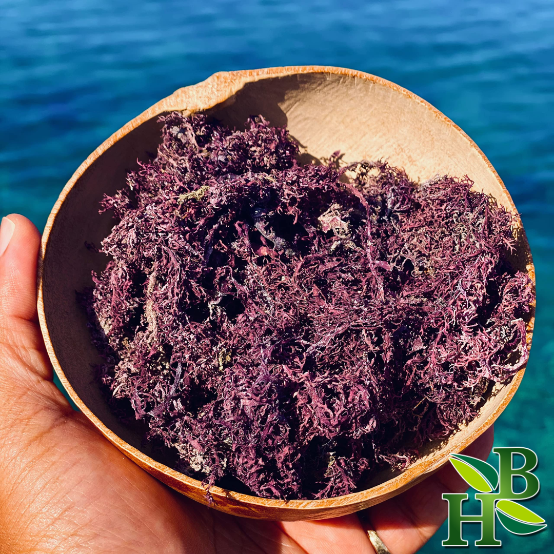 Wildcrafted Purple Sea Moss from Caribbean - 4oz 5 month supply
